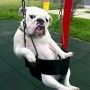 chien marran Pensée créative